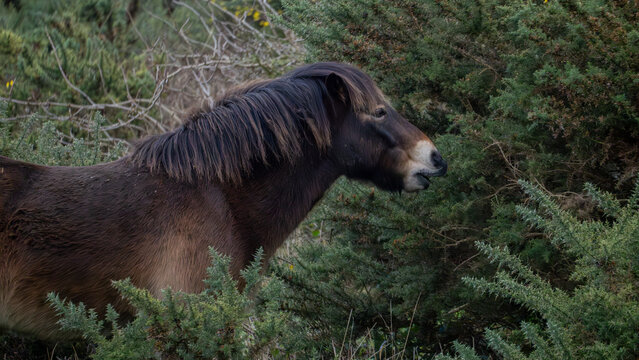Exmoor Pony Grazing on Gorse, North Berwick Law, Scotland