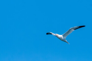 Obraz premium Northern Gannet in Flight Against Blue Sky, North Berwick, Scotland
