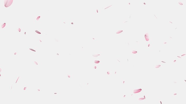 Pink cherry blossom petals falling gracefully on transparent background, Cherry Blossom Transition,
cherry blossom particle animation, alling cherry blossom petals on black background