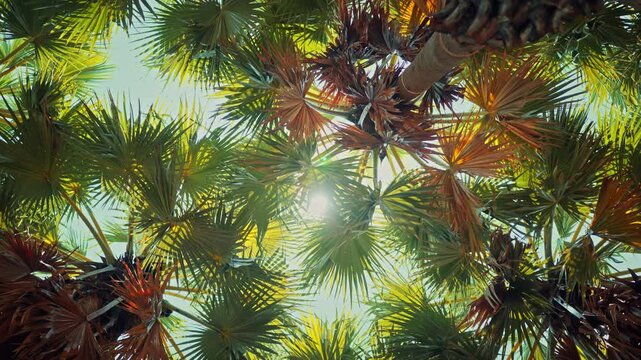 Low angle view of tropical sugar palm trees with bright sunlight filtering through green and brown fronds against a clear sky. This summer nature scene captures a serene tropical atmosphere, perfect f