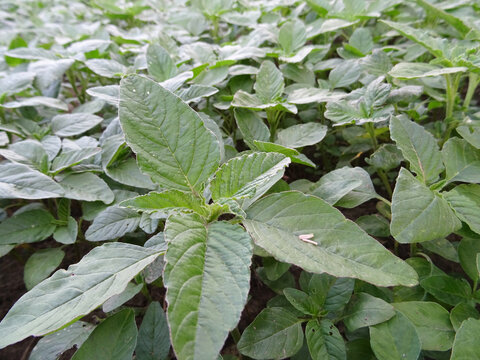 Amaranthus albu in the field, a weed in natural conditions close-up