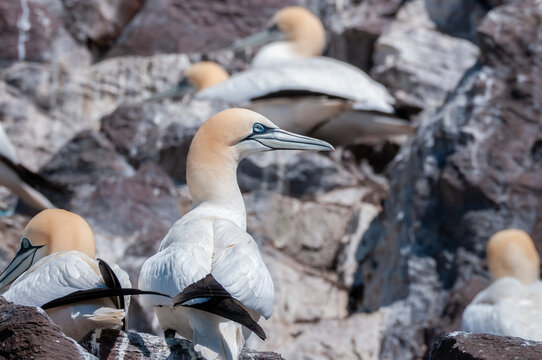 Northern Gannet Resting Among Colony on Bass Rock