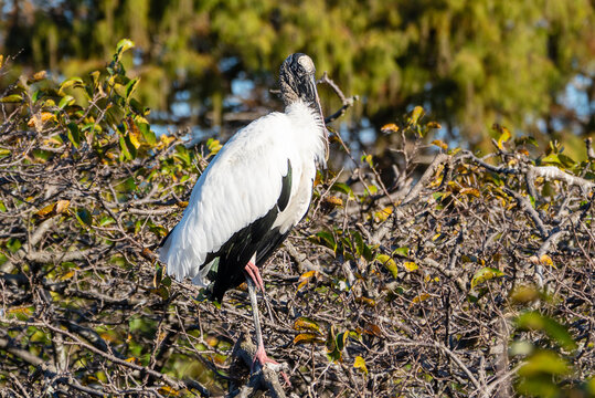 Prehistoric Pair: Wood Storks Nesting in the Florida Wetland Canopy