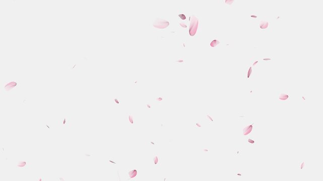 Pink cherry blossom petals falling gracefully on transparent background, Cherry Blossom Transition,
cherry blossom particle animation, alling cherry blossom petals on black background