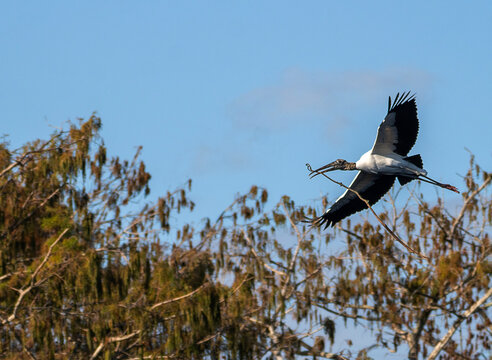 Master Builder: Wood Stork in Flight Carrying Nesting Material, Florida
