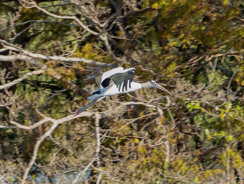 Wetland Glide: Panning Shot of a Wood Stork in Flight Over Florida Marsh