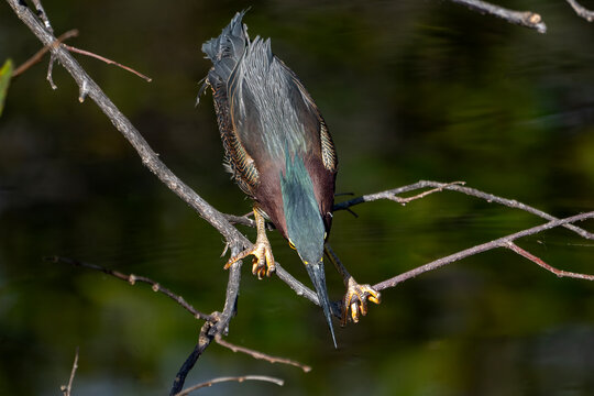 Patient Hunter: Close-Up of a Green Heron Stalking Prey in a Florida Wetland