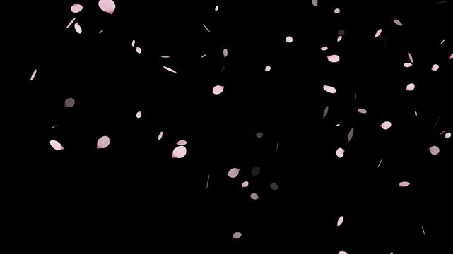 pink cherry blossom petals falling on green screen for chroma key, Falling cherry blossom petals on black background,
Cherry Blossom petals falling 4K, pink petals overlay alpha channel, 