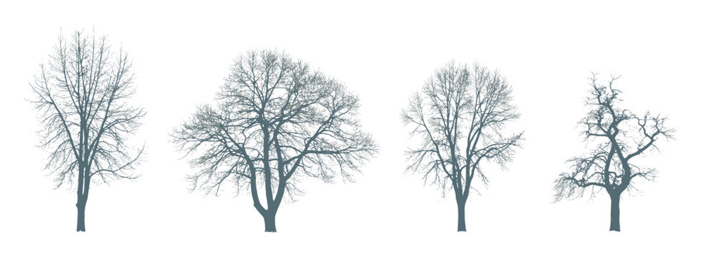 Set of four isolated deciduous trees in winter without leaves featuring intricate branch structures in a muted blue grey color palette against a plain white background