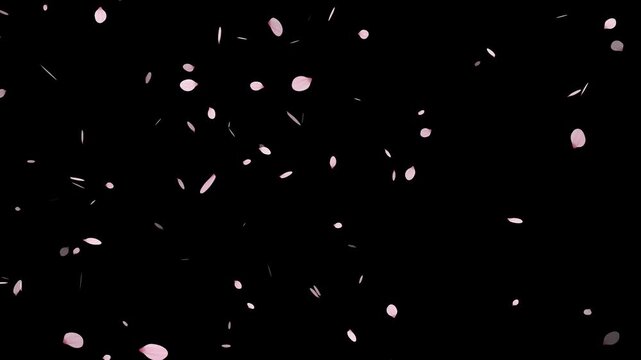 pink cherry blossom petals falling on green screen for chroma key, Falling cherry blossom petals on black background,
Cherry Blossom petals falling 4K, pink petals overlay alpha channel, 