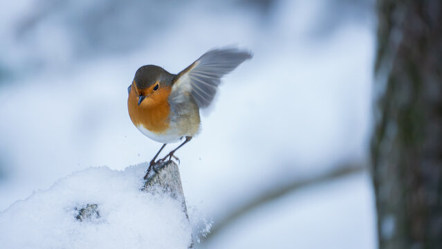 European robin stretching wing on snowy log in winter