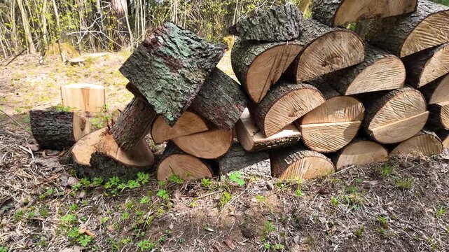 Pile of chopped firewood logs in forest with fresh cut wood texture, stacked timber for heating, rustic woodland scene, natural material background, forestry and sustainable resource concept