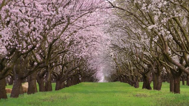 Aerial drone shot of a dense almond orchard during the spring blooming season. Pink and white blossoms are bathed in the soft, golden glow of a late afternoon sun. Moldova