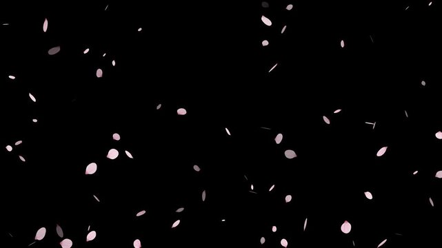 pink cherry blossom petals falling on green screen for chroma key, Falling cherry blossom petals on black background,
Cherry Blossom petals falling 4K, pink petals overlay alpha channel, 