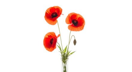 Obraz premium Three vibrant poppies with green stems and leaves on transparent background