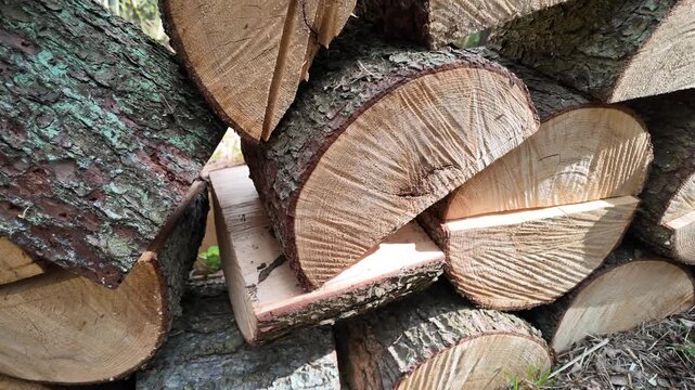 Close up of stacked firewood logs with detailed bark and wood grain texture, freshly cut timber pile in forest, natural material background, rustic forestry and sustainable resource concept