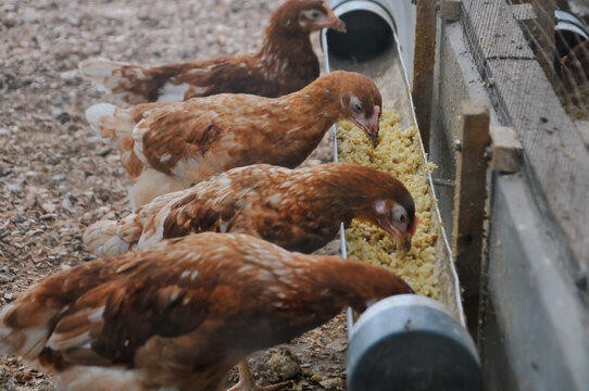 these chickens share characteristics with brown egg-laying breeds such as ISA Browns or Lohmann Browns