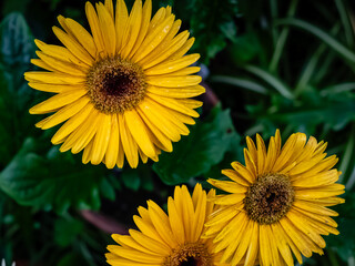 Obraz premium A trio of vibrant yellow daisy-like flowers blooms against a deep green backdrop, their radiating petals forming bright, sunlit discs. Tiny droplets cling to the petals.