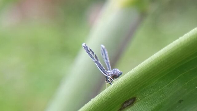 Long winged derbid planthoppers on the leaf with blur background, the Derbidae family (Hemiptera), known for their very small bodies, long fragile wings