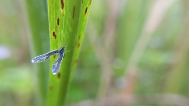 Long winged derbid planthoppers on the leaf with blur background, the Derbidae family (Hemiptera), known for their very small bodies, long fragile wings