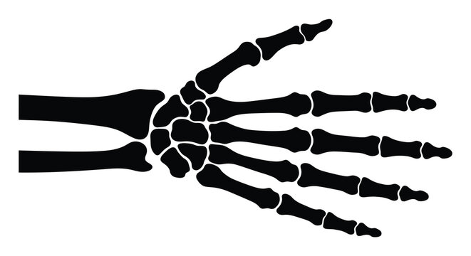 Human hand skeleton silhouette on a white background
