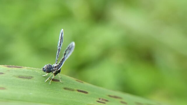 Long winged derbid planthoppers on the leaf with blur background, the Derbidae family (Hemiptera), known for their very small bodies, long fragile wings