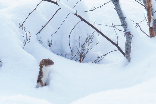 Weasel emerging from burrow in snowy landscape, Cairngorms National Park, Scotland