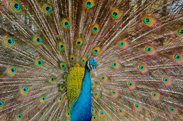 Fototapeta premium peacock with feathers