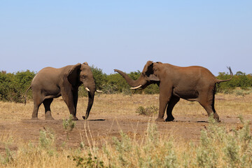 Fototapeta premium Afrikanischer Elefant / African elephant / Loxodonta africana