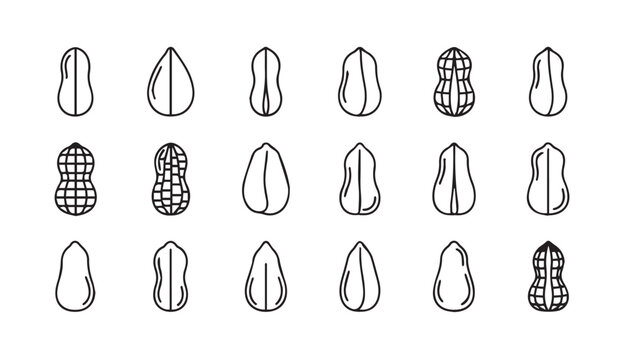 Peanut halves and whole peanuts in a clean line art pattern for food concepts