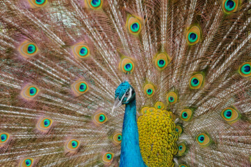 Obraz premium peacock with feathers