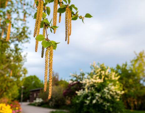 A close-up captures the delicate beauty of birch catkins hanging from a branch in springtime.