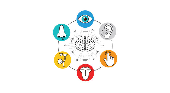 Educational infographic of the human brain surrounded by colorful icons representing the five primary senses of sight smell hearing touch and taste.