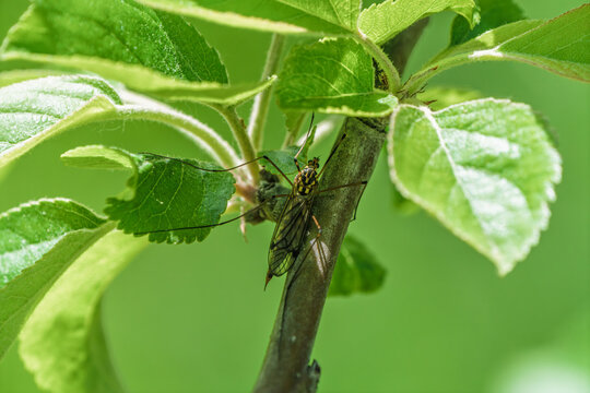 Detailed image of green katydid perched on twig amidst lush summer garden greenery