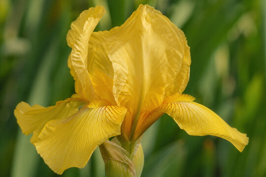 Bright Yellow Iris Flower Blooming In Green Garden