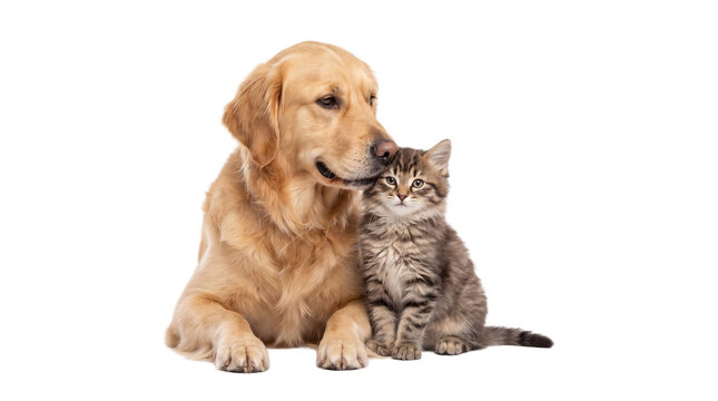 Adorable golden retriever dog and sweet tabby cat share a tender moment of interspecies friendship, showcasing their loving bond as cherished domestic pets