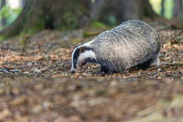 Side view of European badger walking in the forest. Horizontally.  © frank11