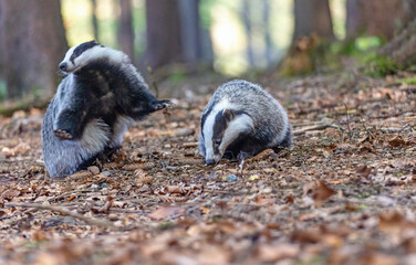 Cute pair of European badgers is playing in the deep forest. One of them is jumping. Horizontally.  © frank11