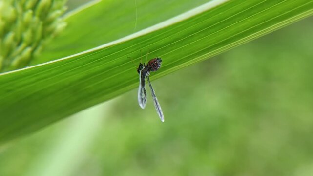 Long winged derbid planthoppers on the leaf with blur background, the Derbidae family (Hemiptera), known for their very small bodies, long fragile wings