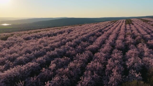 Aerial drone shot of a dense almond orchard during the spring blooming season. Pink and white blossoms are bathed in the soft, golden glow of a late afternoon sun. Moldova