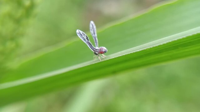 Long winged derbid planthoppers on the leaf with blur background, the Derbidae family (Hemiptera), known for their very small bodies, long fragile wings