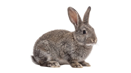 Obraz premium A beautiful grey-brown rabbit with soft fur and alert expression, isolated on a pure white background, perfect for various animal-themed designs