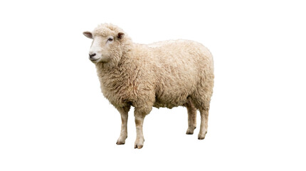 Fototapeta premium A domestic sheep with a thick, fluffy wool coat stands calmly against a clean white background, showcasing its natural beauty and gentle farm animal characteristics