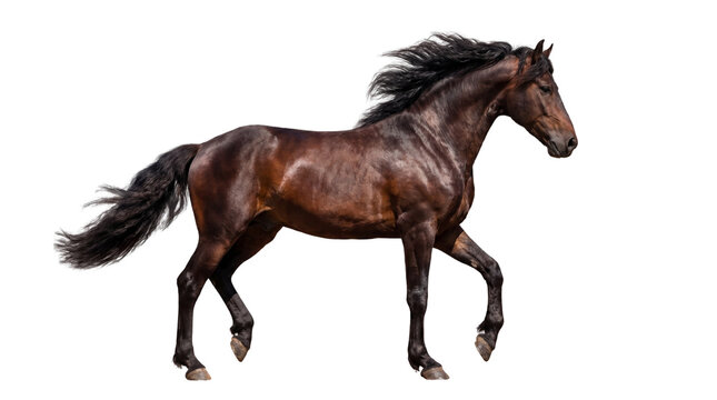 Majestic dark brown horse with flowing mane and tail in motion captured against a clean white background for diverse creative applications