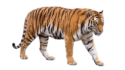Obraz premium Majestic Bengal Tiger walking with fierce gaze and striking orange and black stripes on a clean white background, showcasing its powerful physique and wild beauty in a studio shot