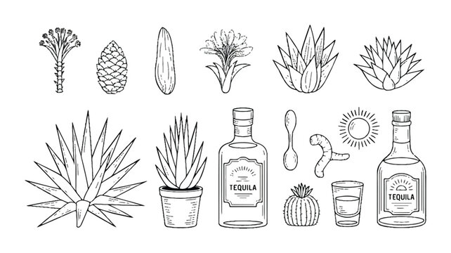 Tequila and agave plant illustrations with various elements