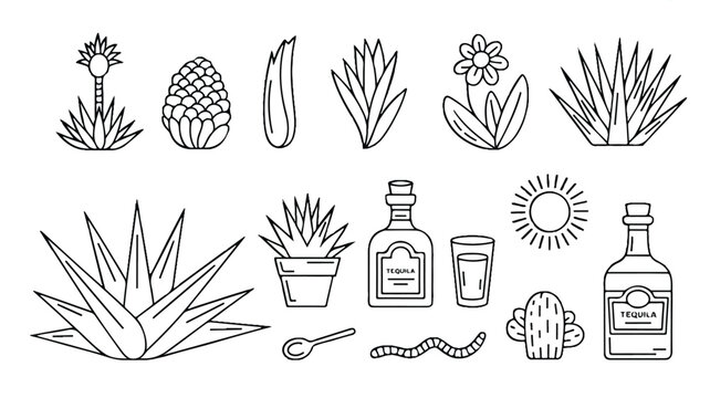 Tequila and agave plant illustrations with various elements
