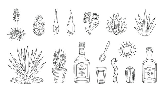 Tequila production and agave plant illustrations