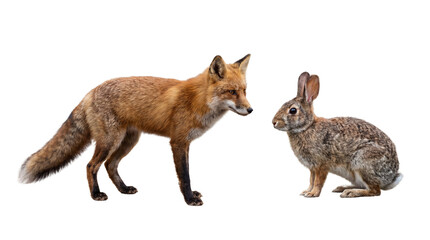 A cunning wild red fox stands alert next to a cautious brown rabbit, showcasing the intriguing interplay of predator and prey and the natural order within diverse ecosystems © Graphic Studio