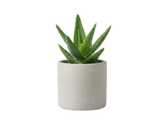 Fototapeta premium Mini-Aloe Vera